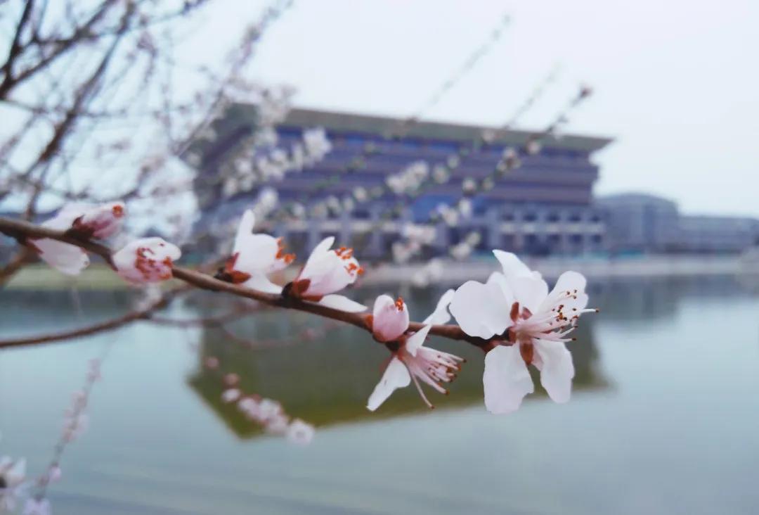 洛阳师范学院，知识与文化的交汇之地