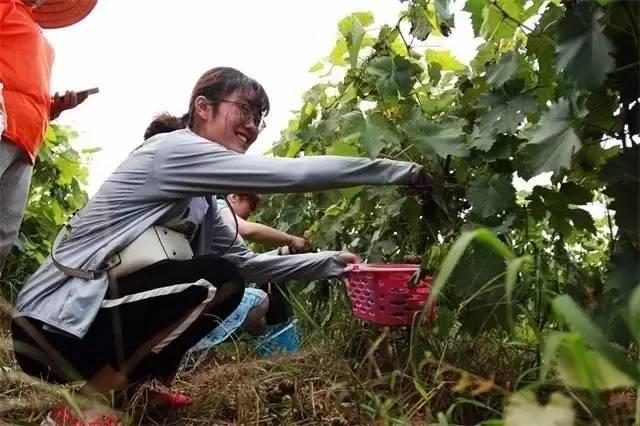 天线宝宝颜色寓意