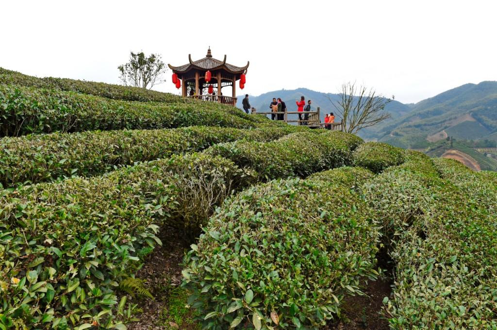 福建31选7彩票走势图，数字背后的奥秘与理性投注策略