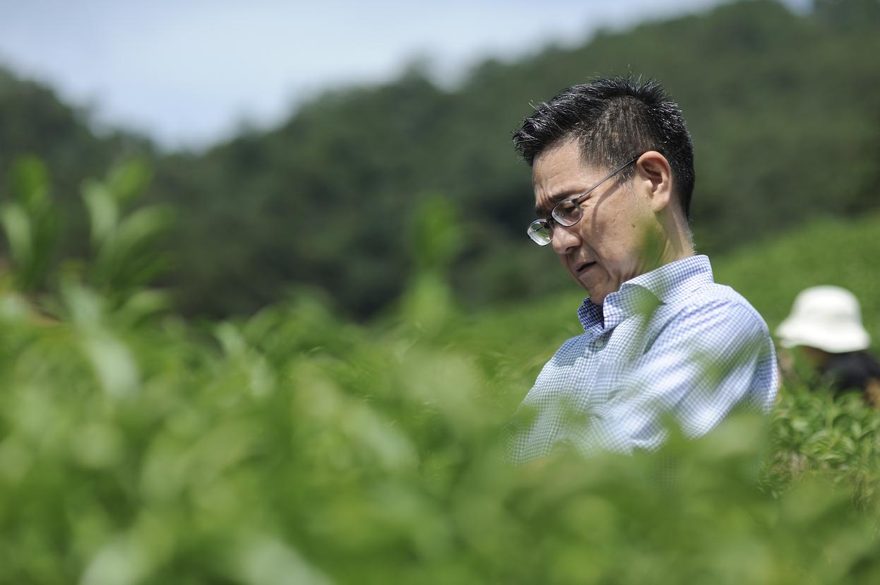 探秘三得利乌龙茶，自然之赐的养生良饮